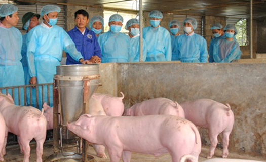 8 phòng xét nghiệm miễn phí dịch tả lợn châu Phi